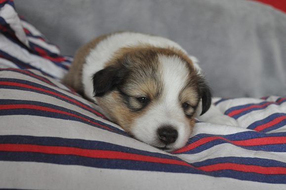 Sammy