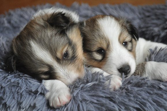 Urmel und Sammy