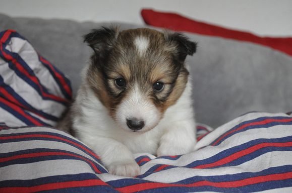 Frida