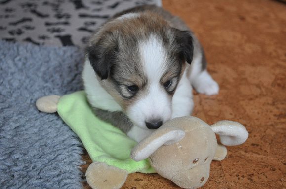 Sammy